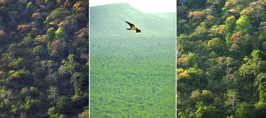 Farhabad_Forest.jpg